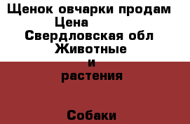 Щенок овчарки продам. › Цена ­ 5 000 - Свердловская обл. Животные и растения » Собаки   